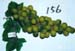156