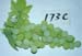 173c
